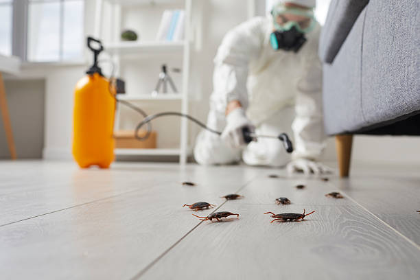 Post-Treatment Bed Bug Interceptor Monitoring in Danvers